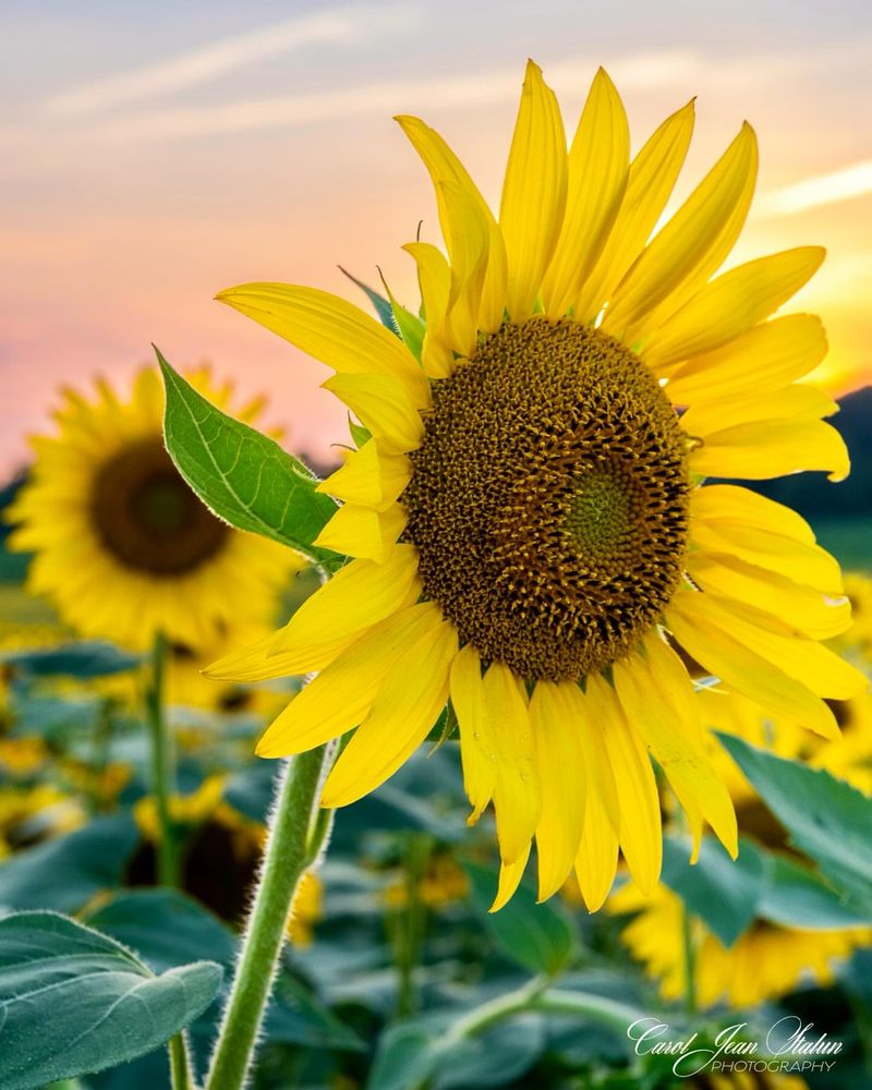 Sunflowers