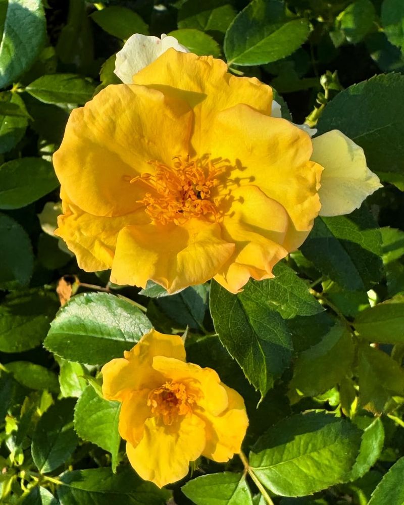 Sunny Knock Out Rose