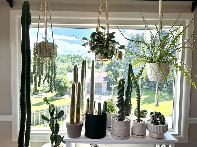 Sunroom: Cacti Collection & Succulents