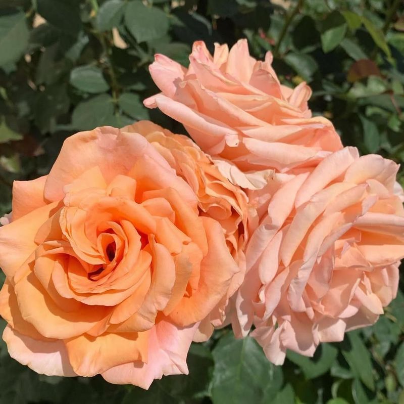 Sunset Celebration Rose