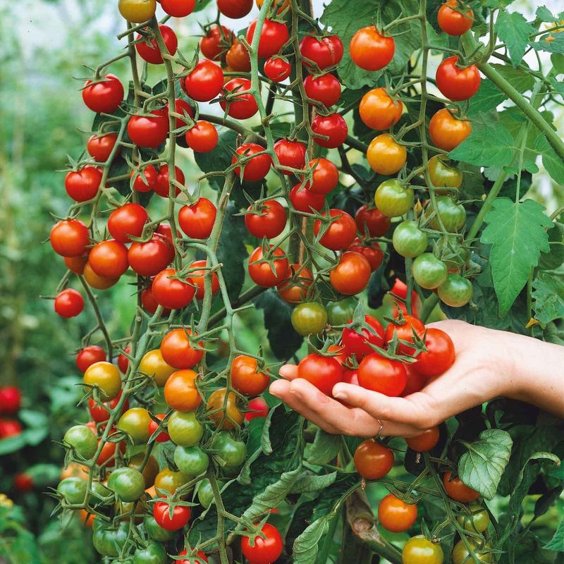 Super Sweet 100 Cherry Tomato