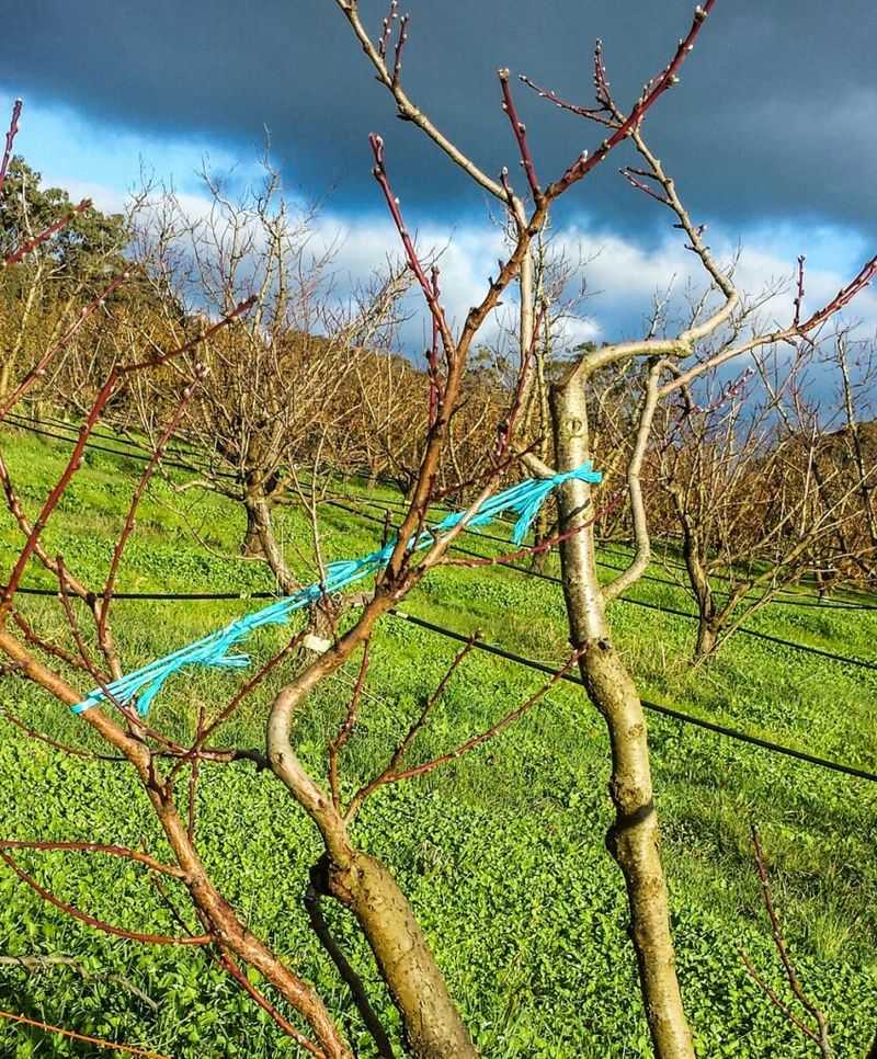 Support Branches if They Become Heavy with Fruit