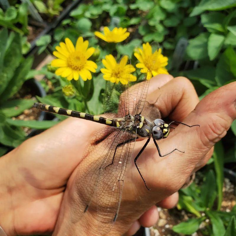 Support for Native Plants