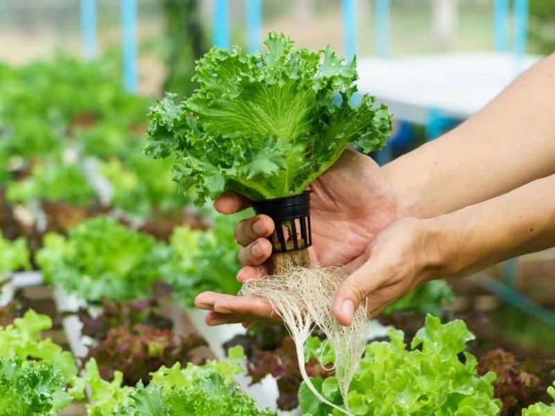 Sustainable Village Indoor Garden