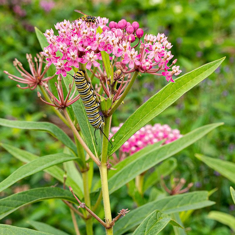 Swamp Milkweed