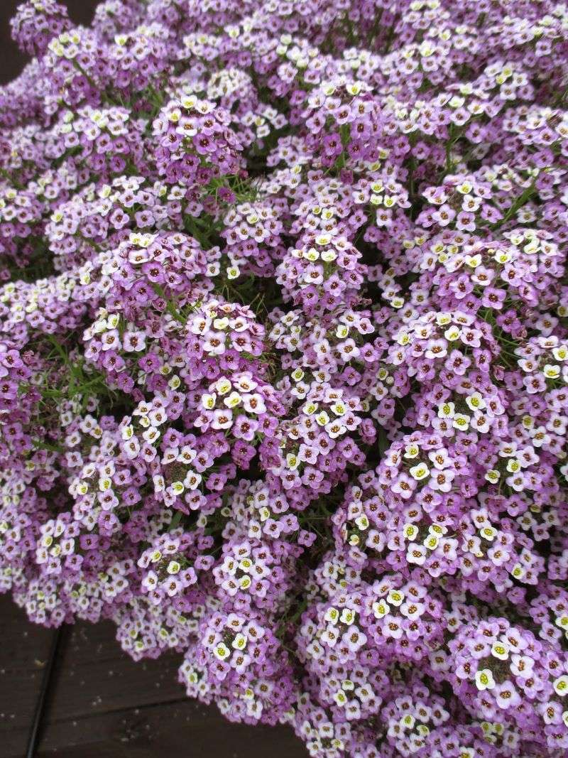 Sweet Alyssum