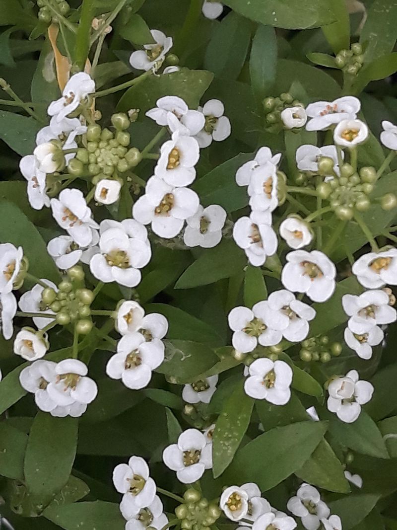 Sweet Alyssum