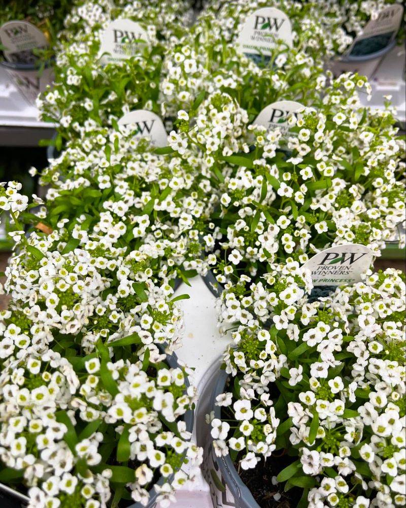 Sweet Alyssum