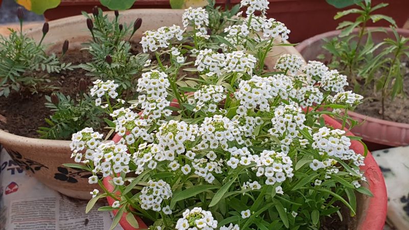 Sweet Alyssum