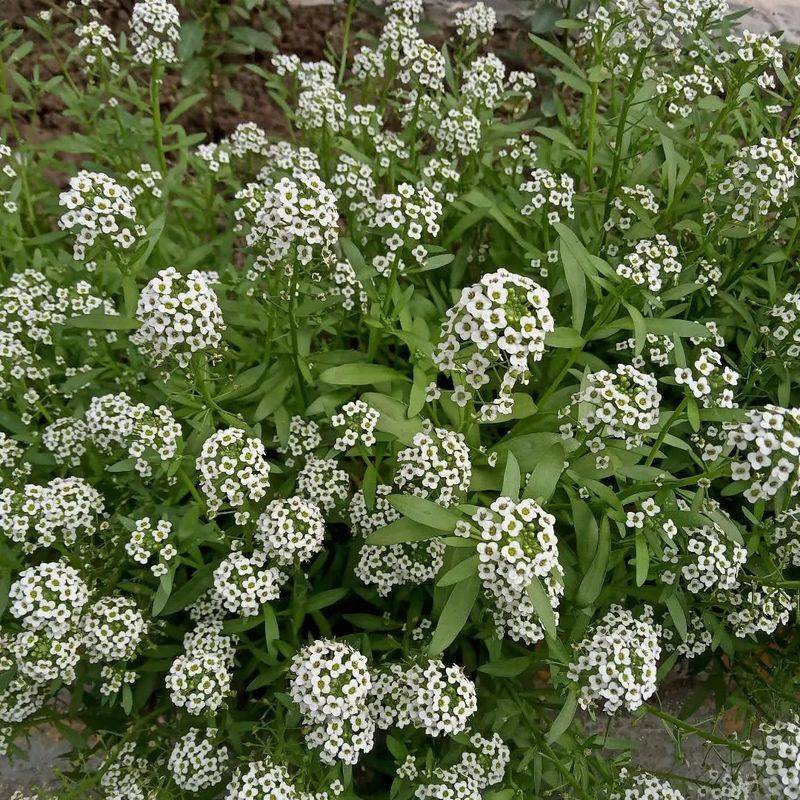 Sweet Alyssum