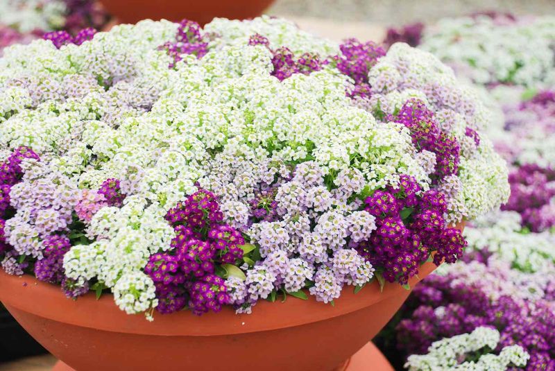 Sweet Alyssum