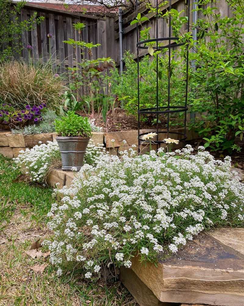 Sweet Alyssum