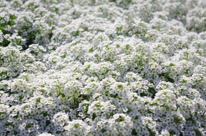 Sweet Alyssum Aroma