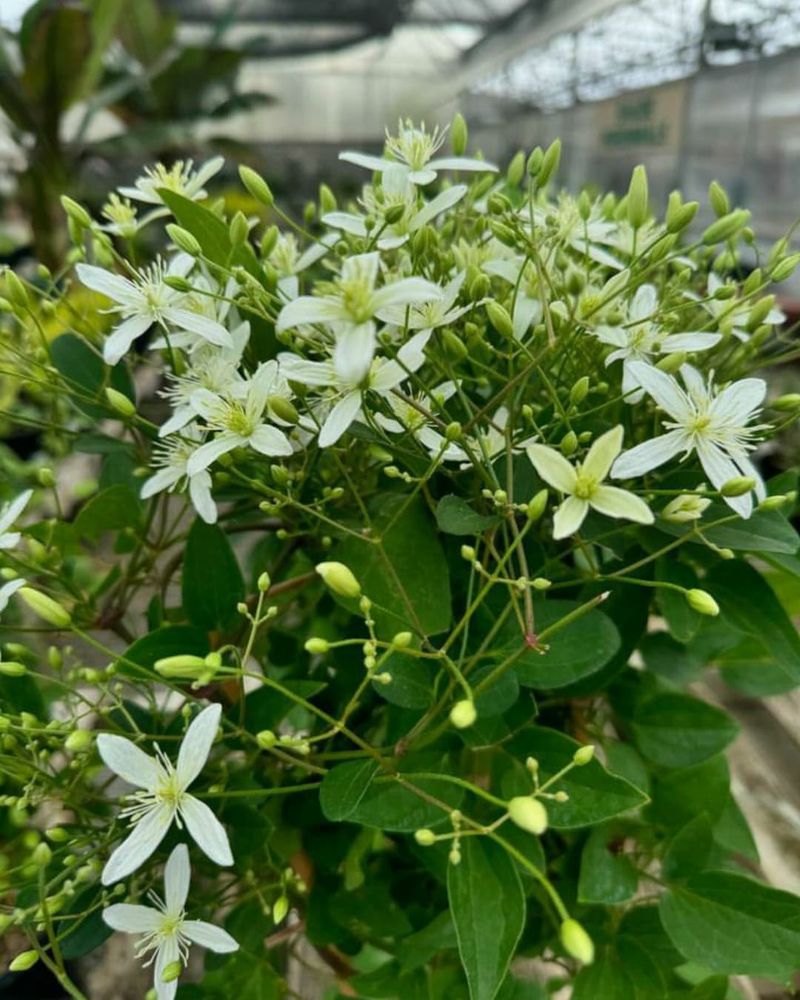 Sweet Autumn Clematis