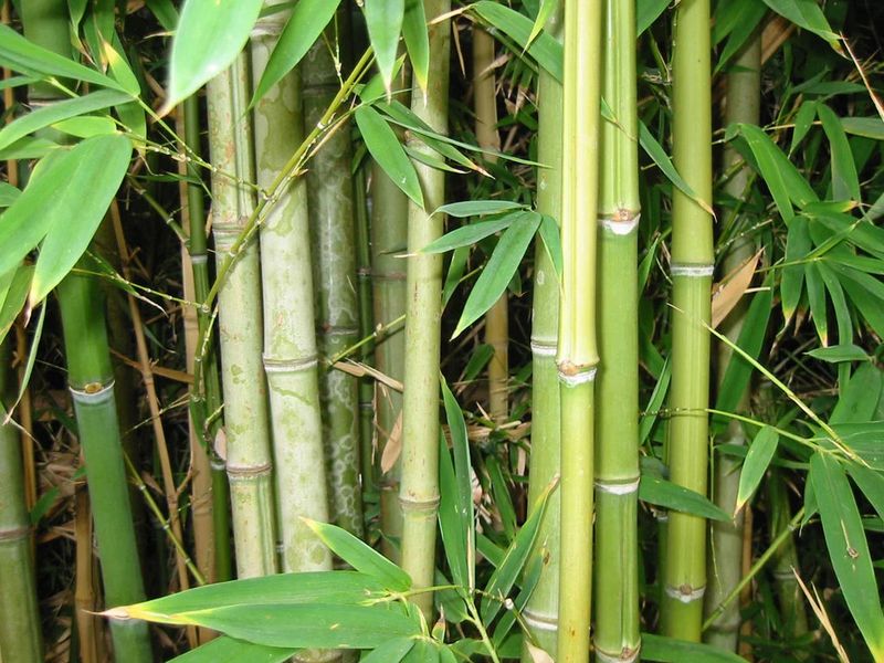 Bamboo (running varieties)