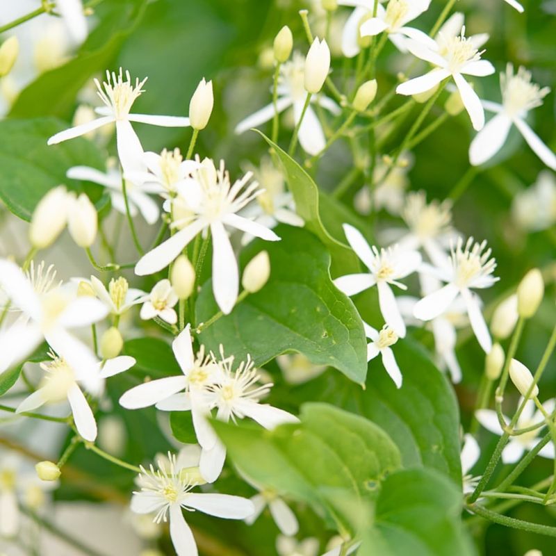 Sweet Autumn Clematis