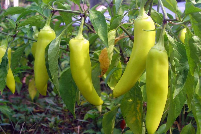 Sweet Banana Pepper