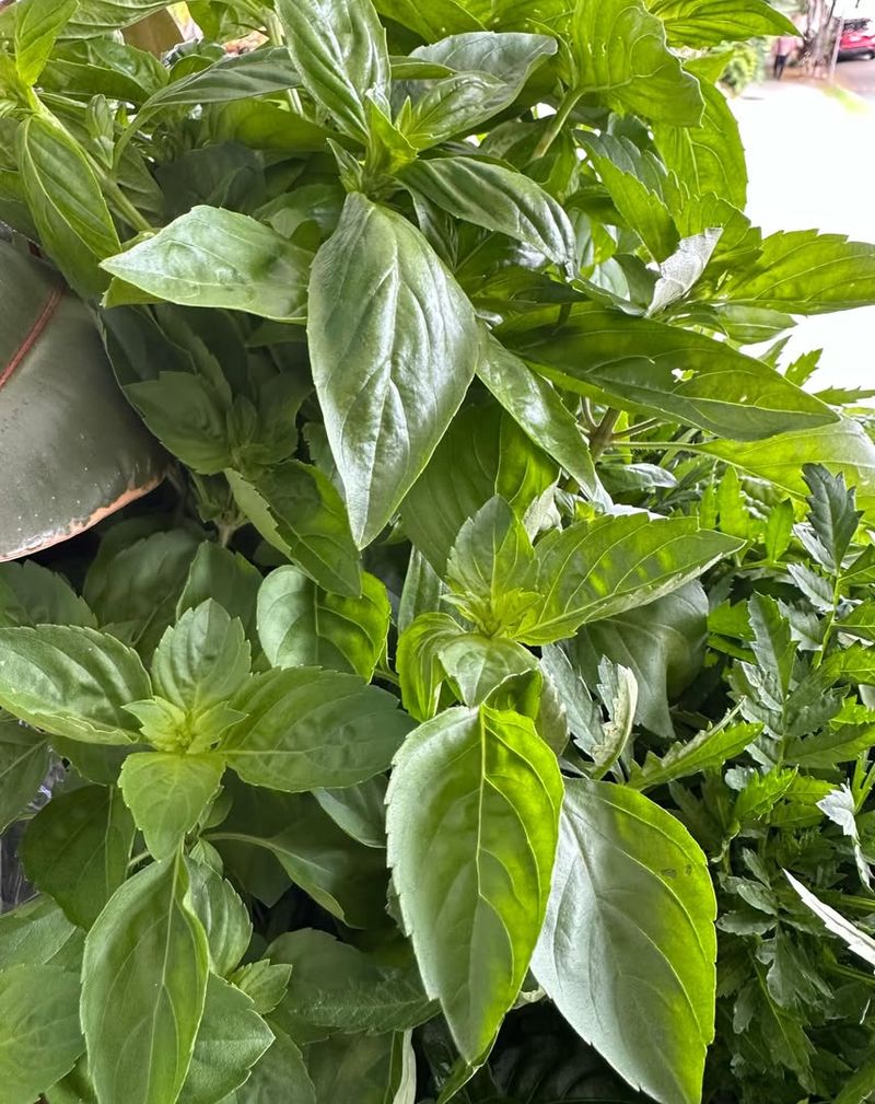 Sweet Basil