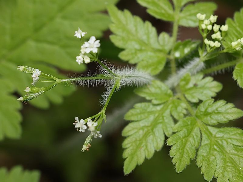 Sweet Cicely