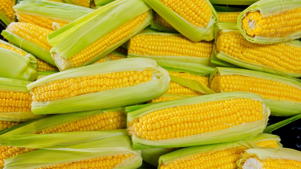 sweet corn