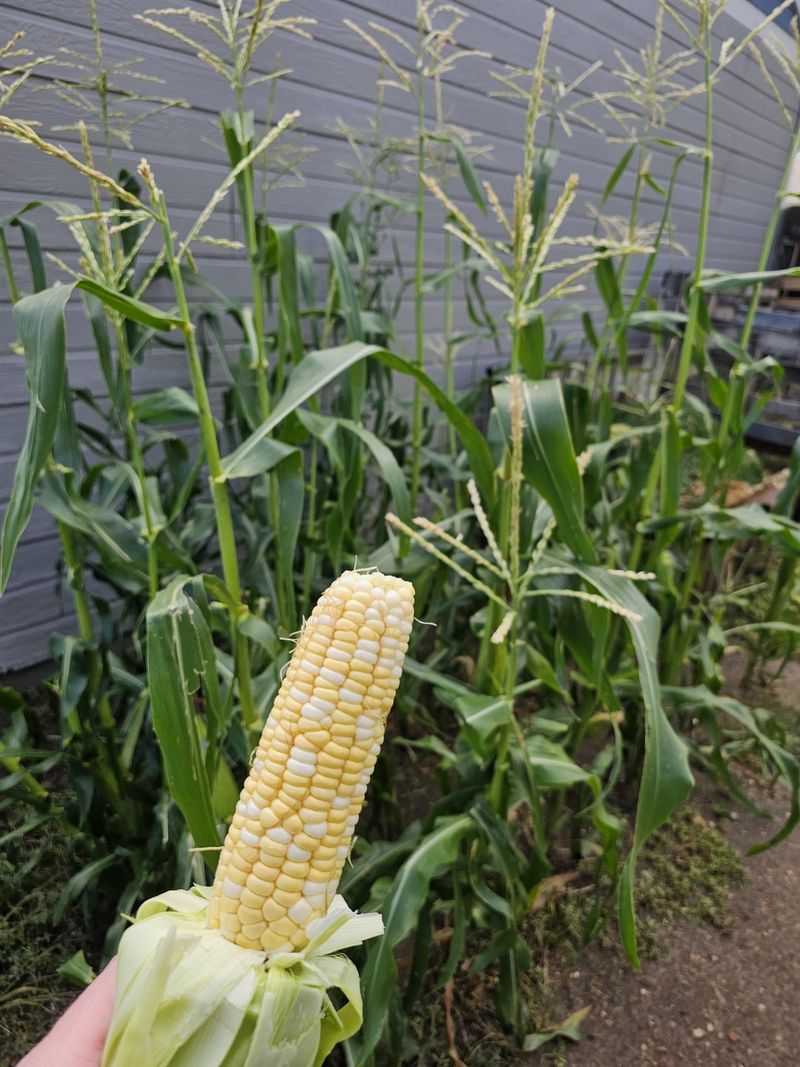 Sweet Corn