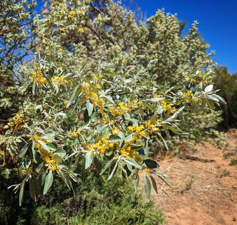 Russian Olive Tree