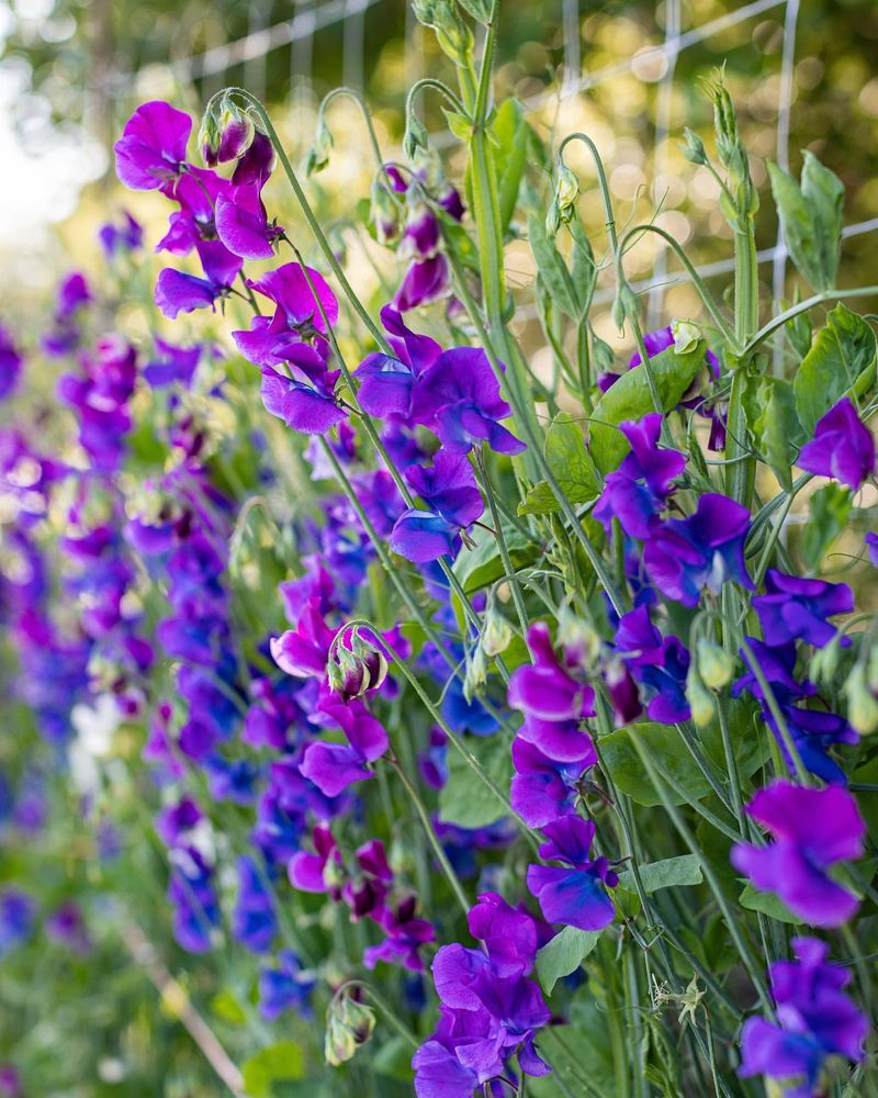 Sweet Peas