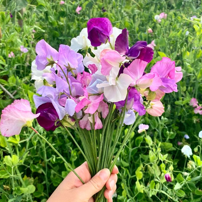 Sweet Peas