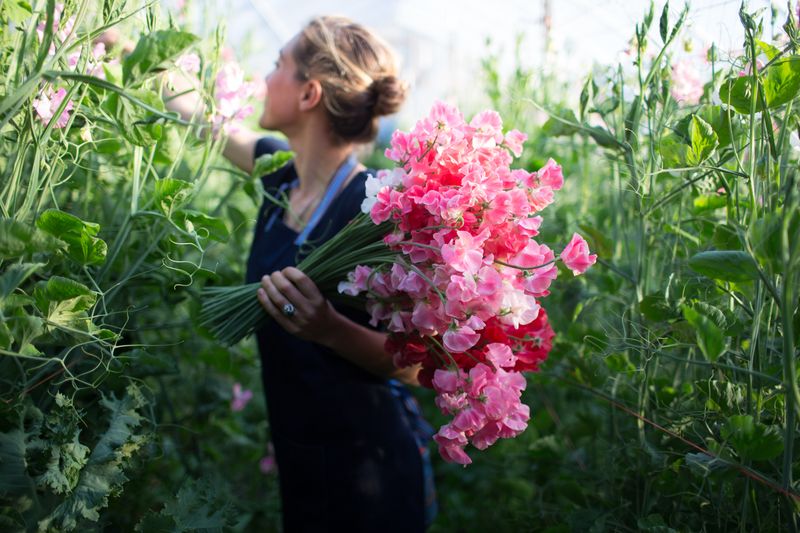 Sweet Peas