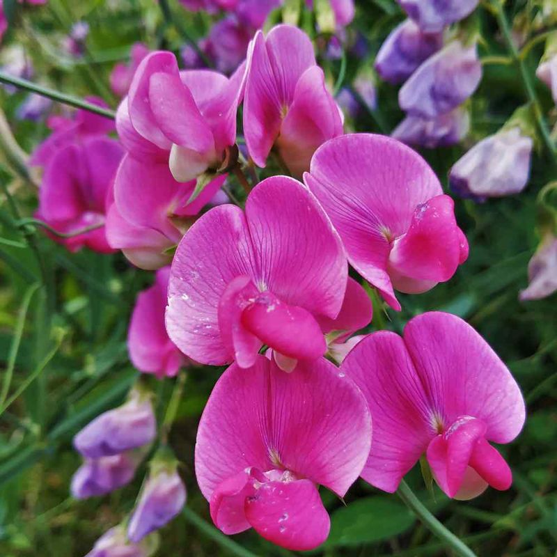 Sweet Peas