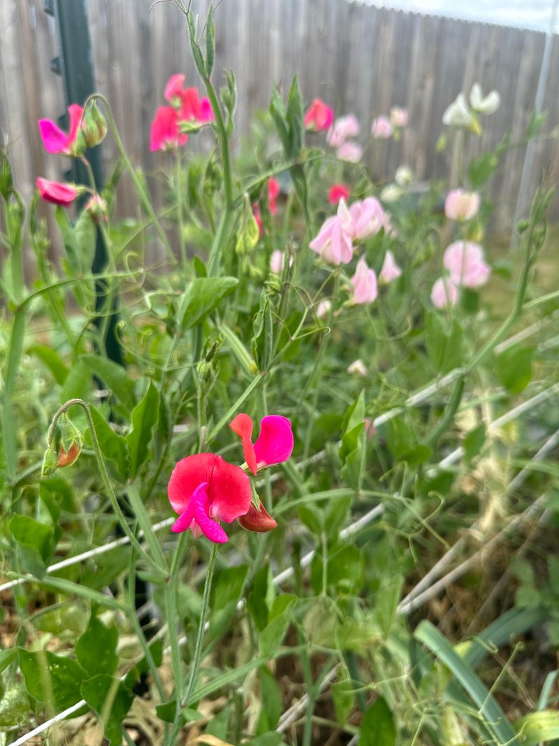 Sweet Peas