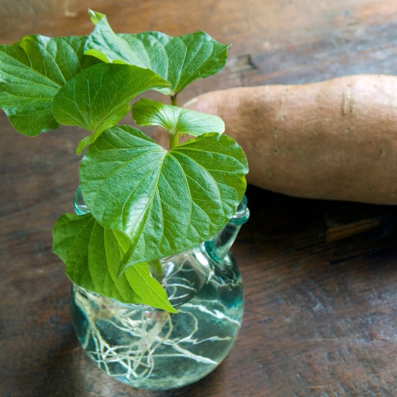 Sweet Potato Leaves