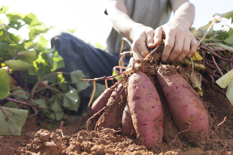 Sweet Potatoes