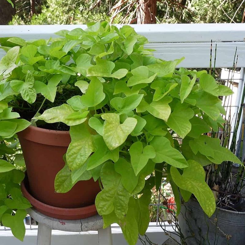 Sweet Potatoes (Bush Varieties)