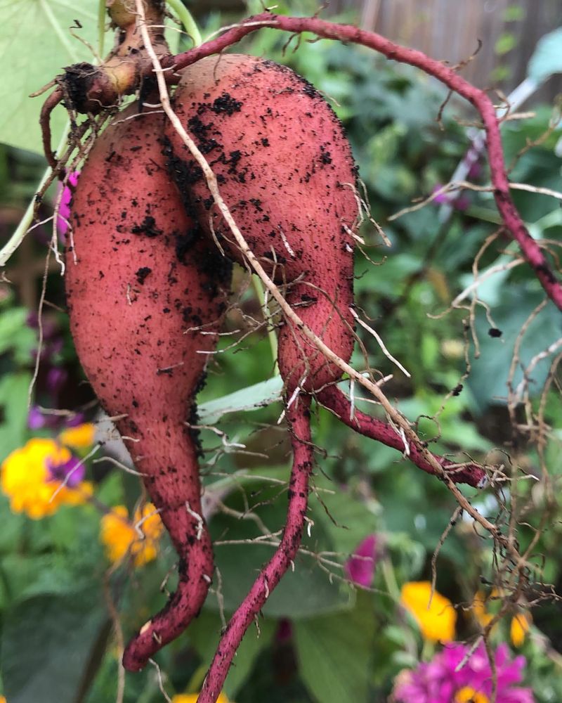 Sweet Potatoes