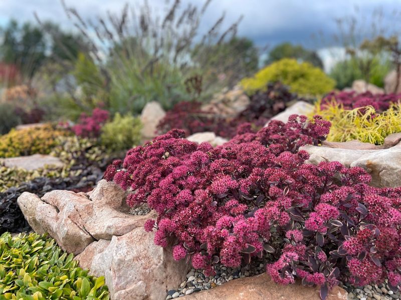 Sweet Sedum