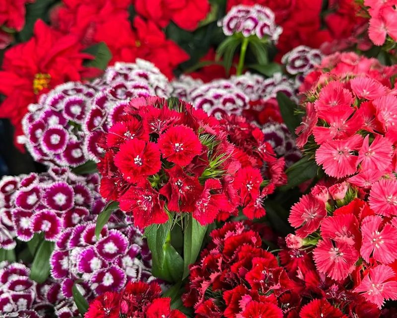 Sweet William