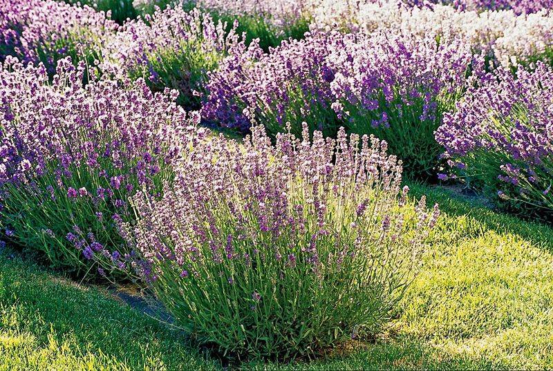 Lavender (dwarf varieties)