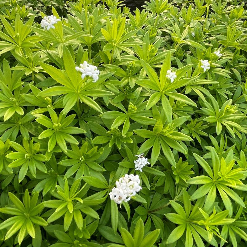 Sweet Woodruff