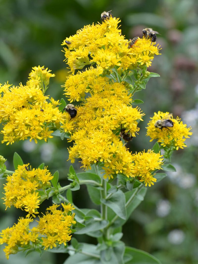 Native Goldenrod