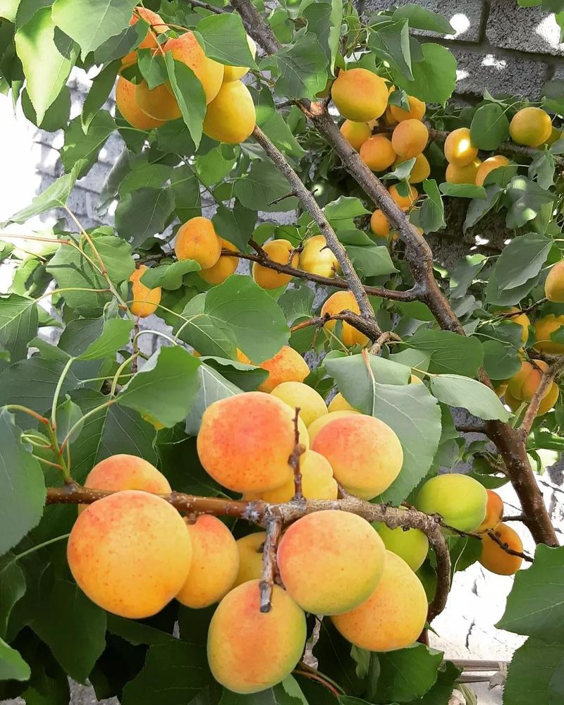 Sweetening Fruits