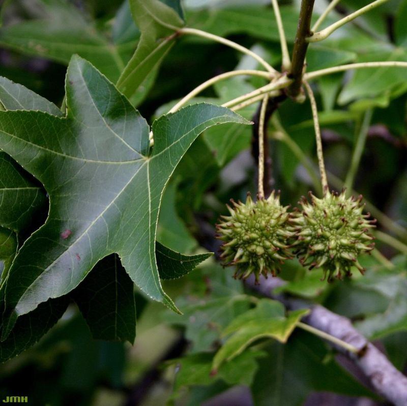 Sweetgum Tree