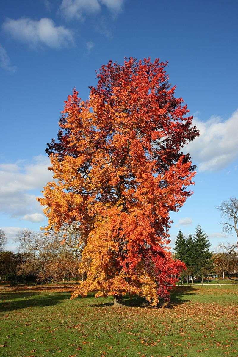 Sweetgum Tree