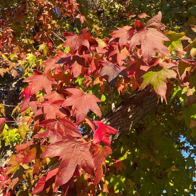 Sweetgum Trees