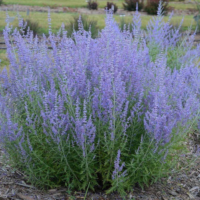 Russian Sage (Perovskia atriplicifolia)