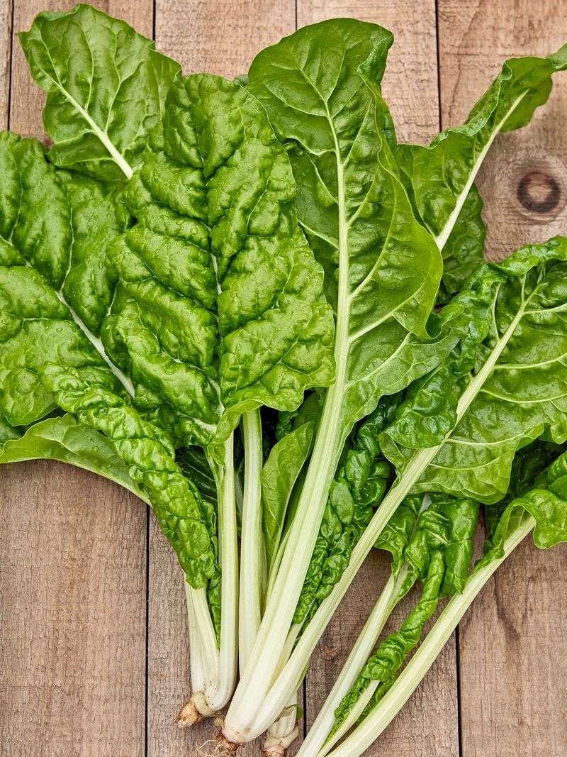 Swiss Chard 'Fordhook Giant'