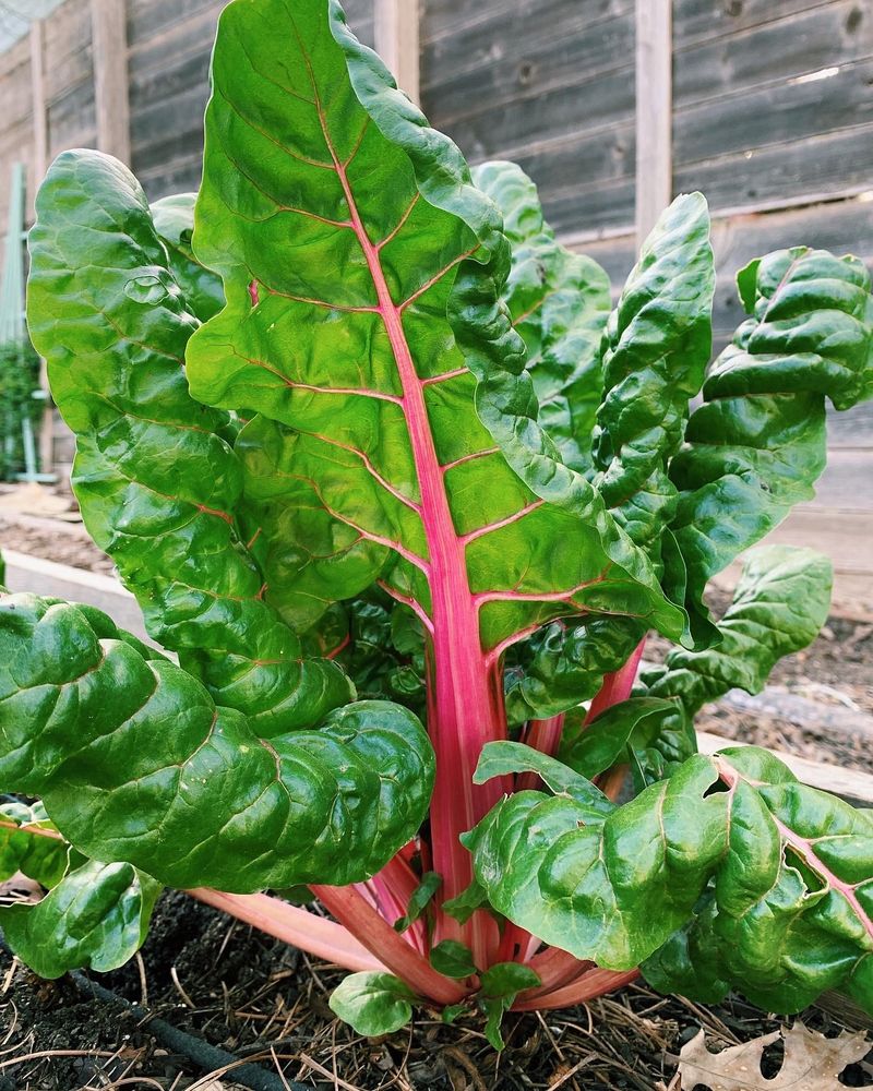 Swiss Chard