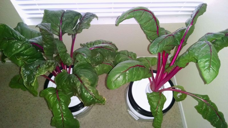 Swiss Chard