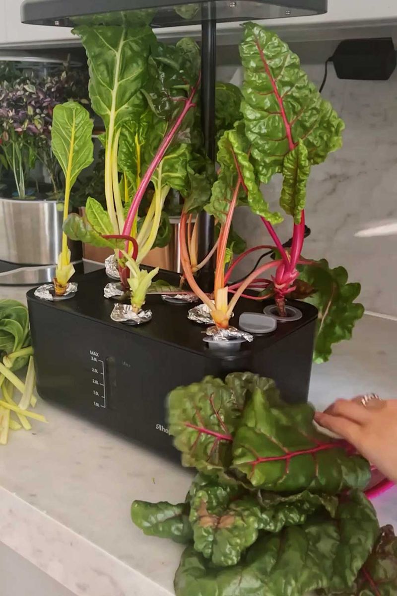 Swiss Chard