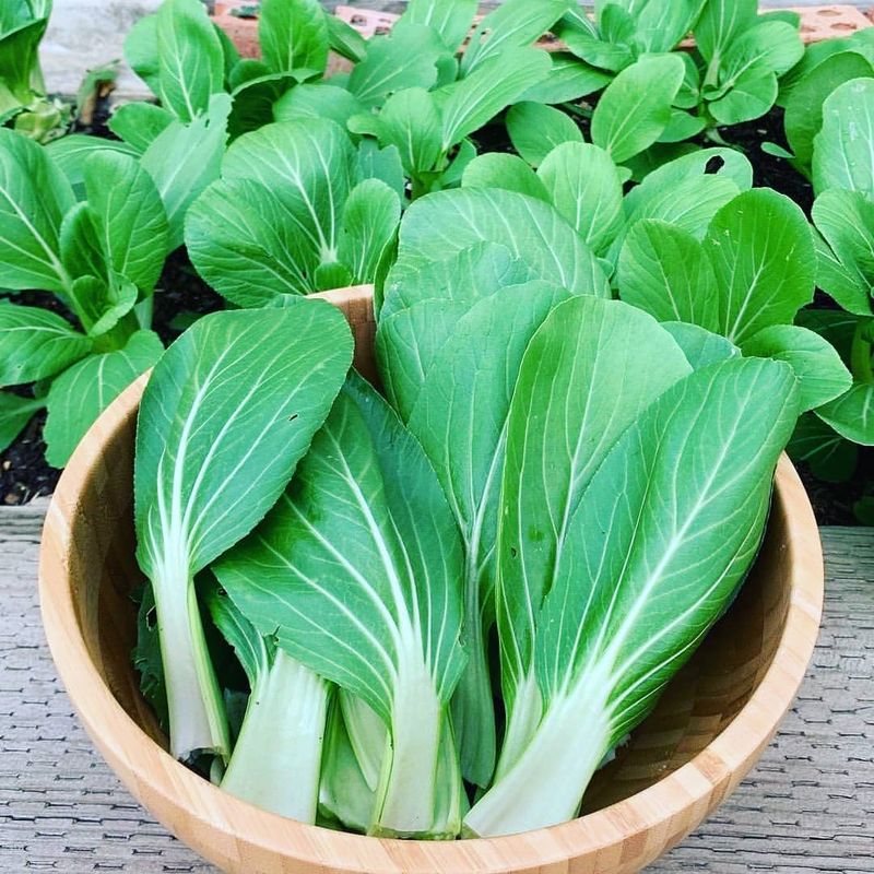 Bok Choy